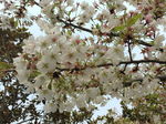 梨花