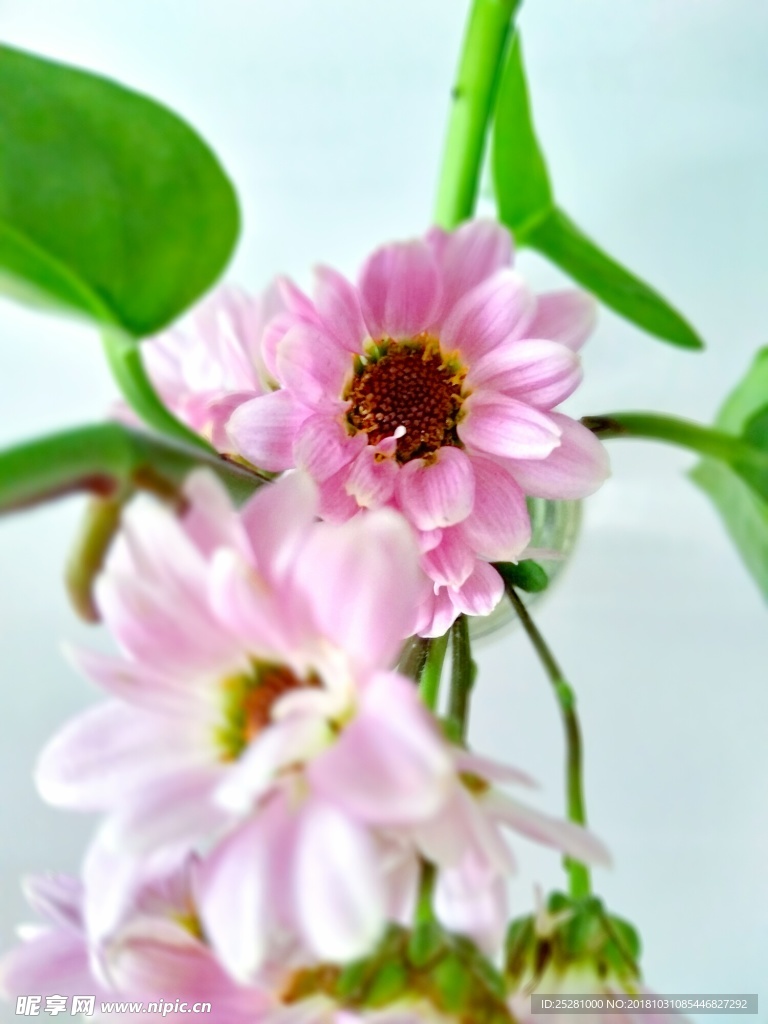 小清新花束