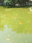 小河