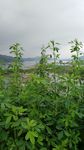 露草