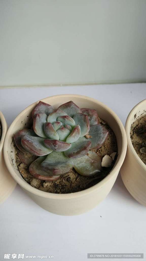 多肉植物