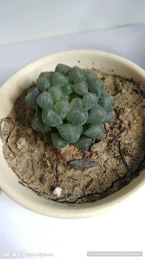多肉植物