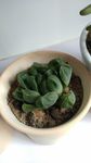 多肉植物