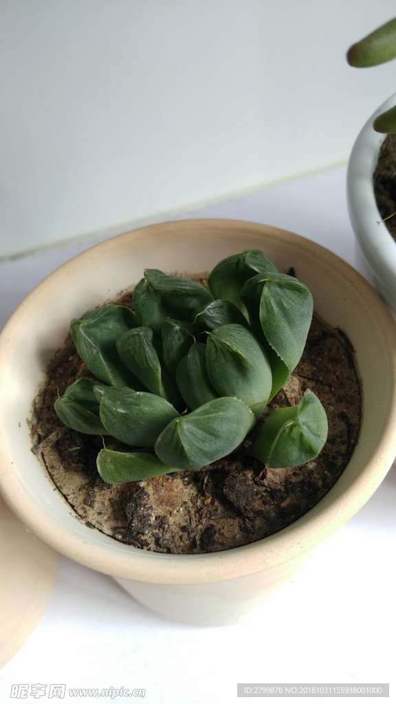 多肉植物
