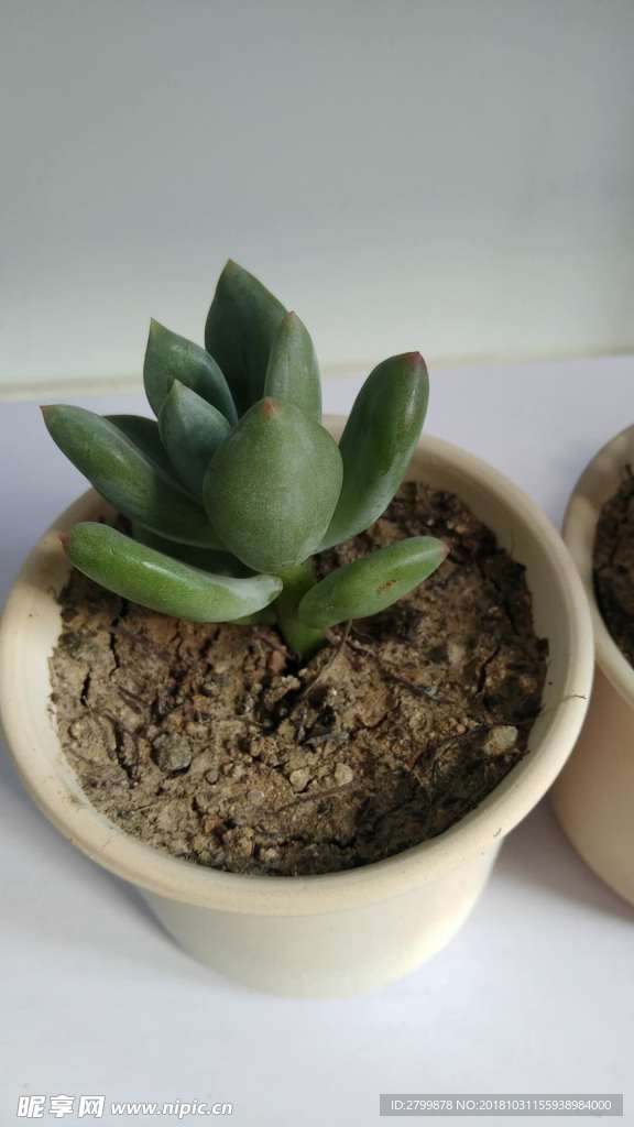 多肉植物