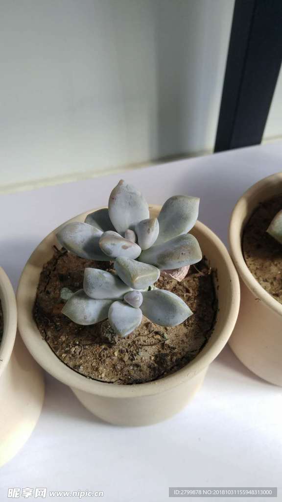 多肉植物