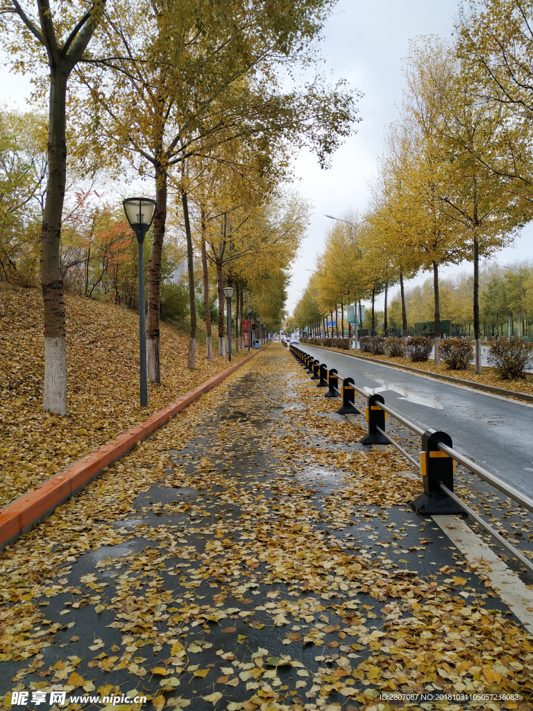 秋雨街道落叶
