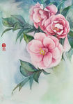 水彩花卉-山茶花