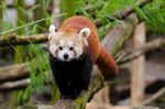 小熊猫