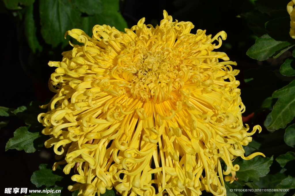 菊花
