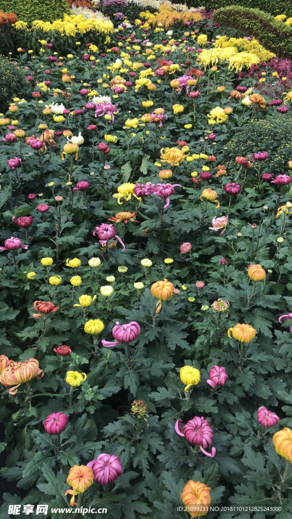 菊花