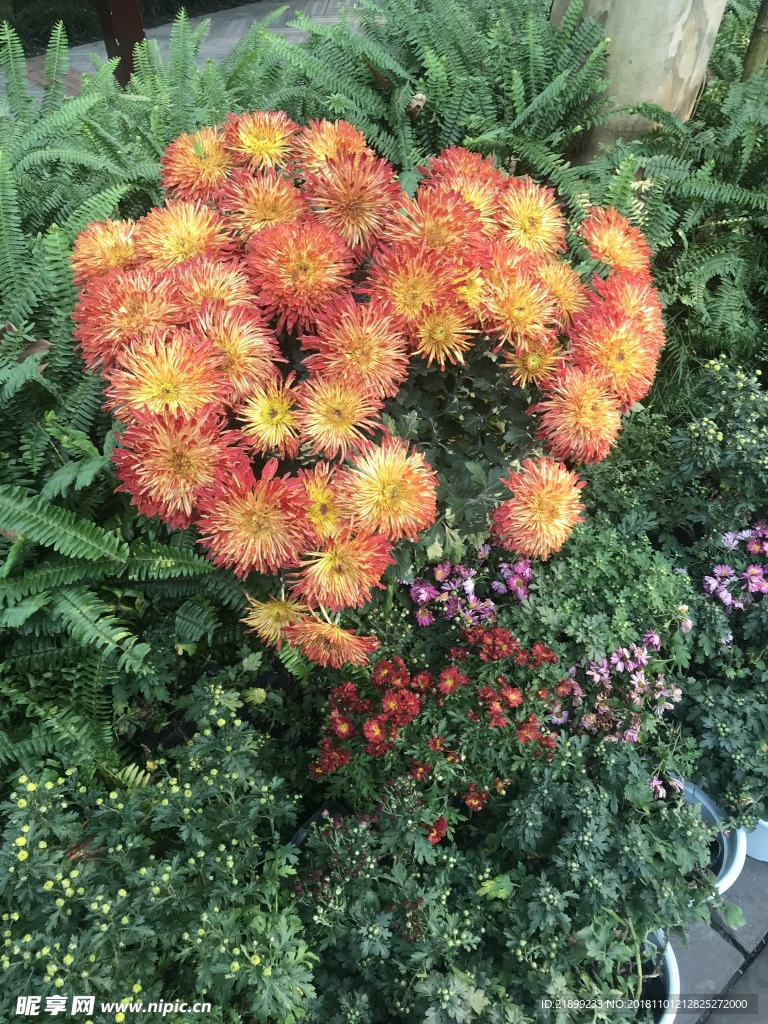 菊花