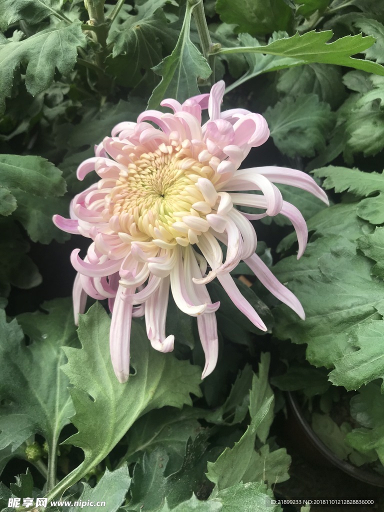菊花