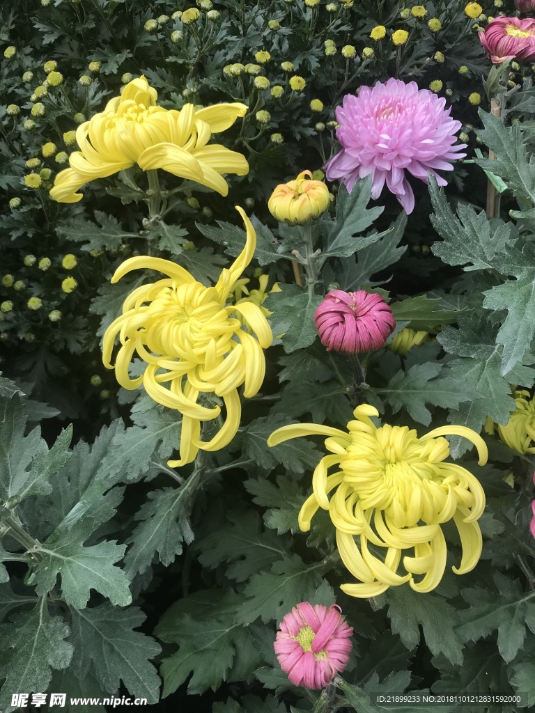菊花