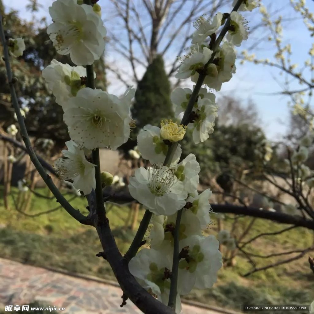 梨树