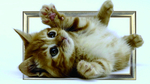 小猫