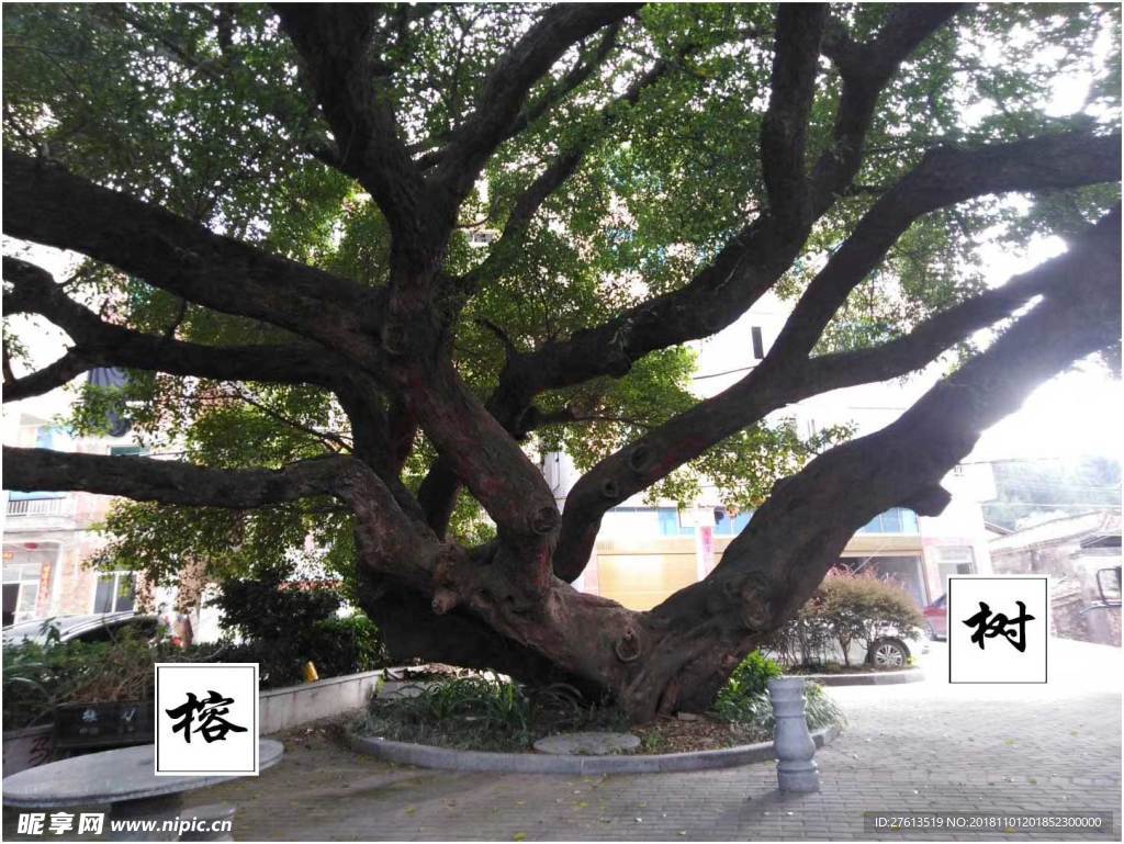 参天的古树图片