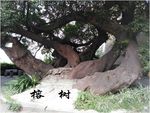 古老的榕树图片