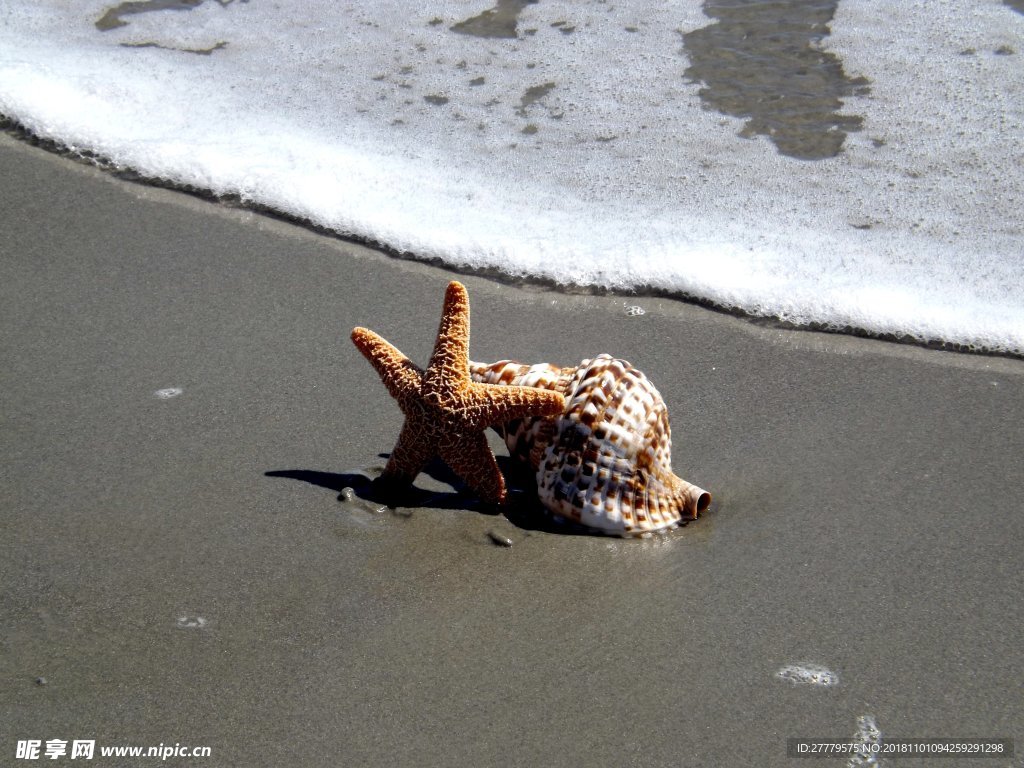 海螺海星