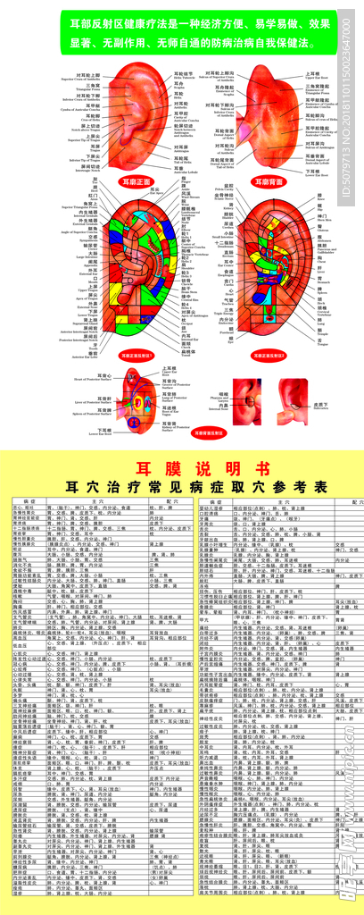 耳部反射区