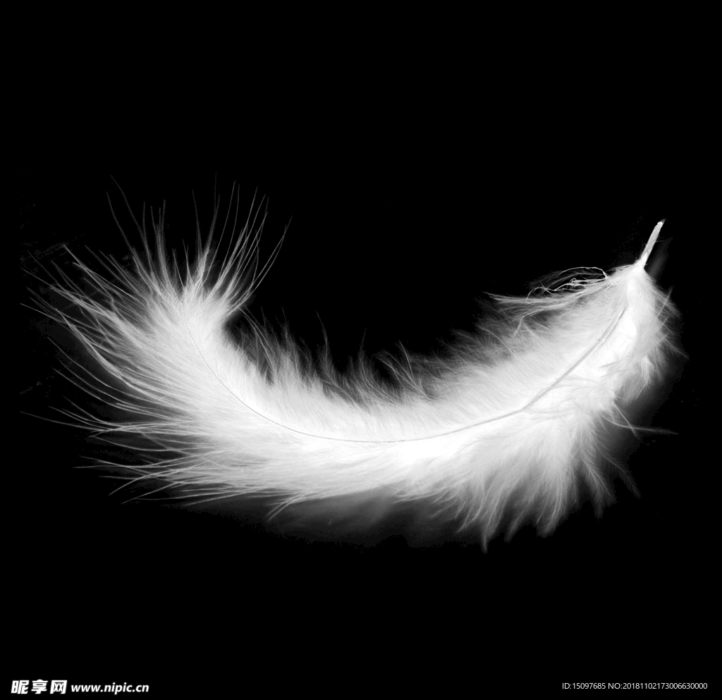 羽毛素材