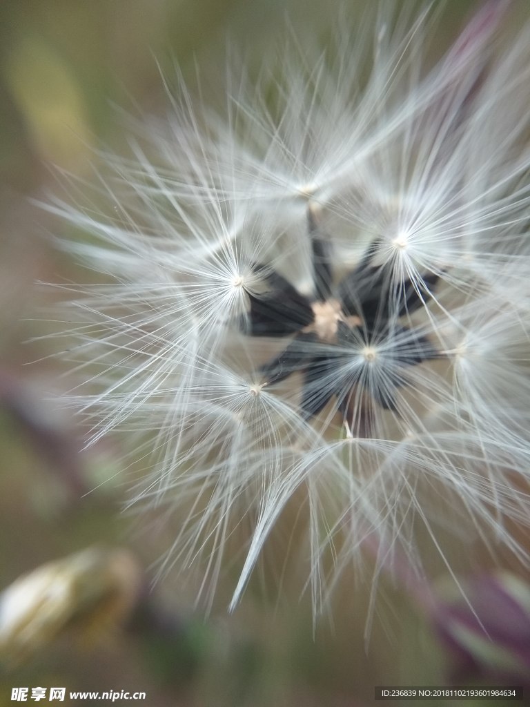 秋季干花蒲公英