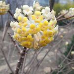 结香花