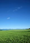 田园风光