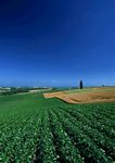 田野风光