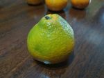 橘子
