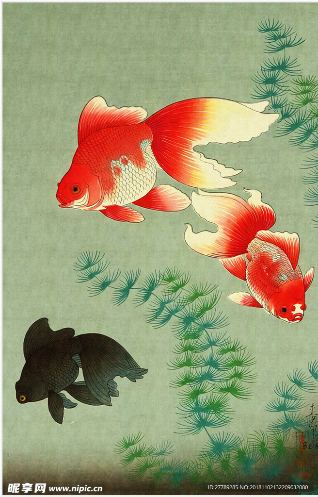 金鱼