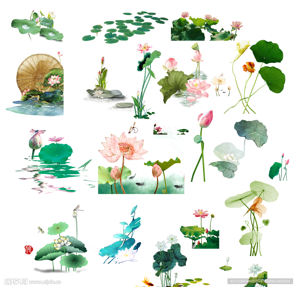 荷花