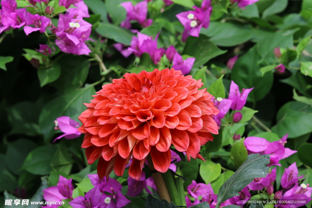 大丽花