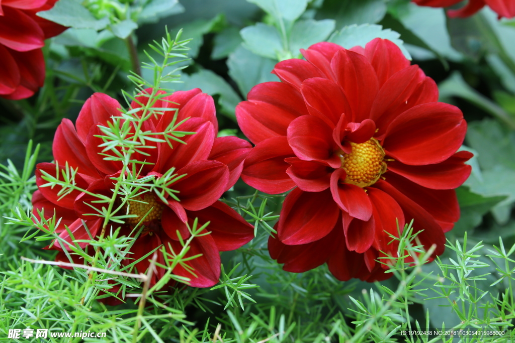 小丽花