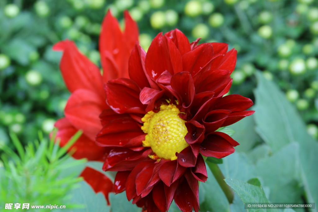 小丽花