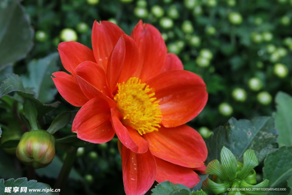 小丽花