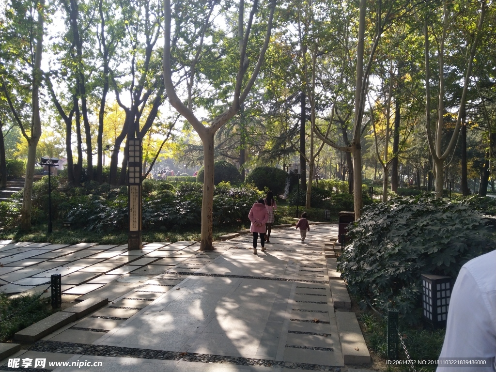 公园树林风景