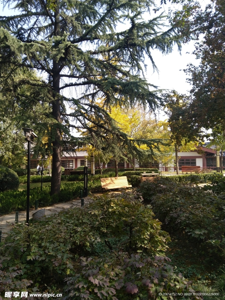 公园树林风景