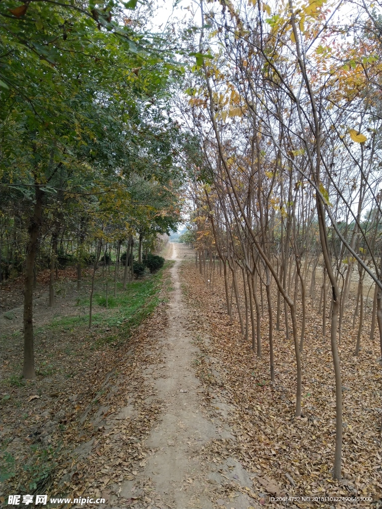 深秋时节的树林风景