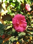 山茶花