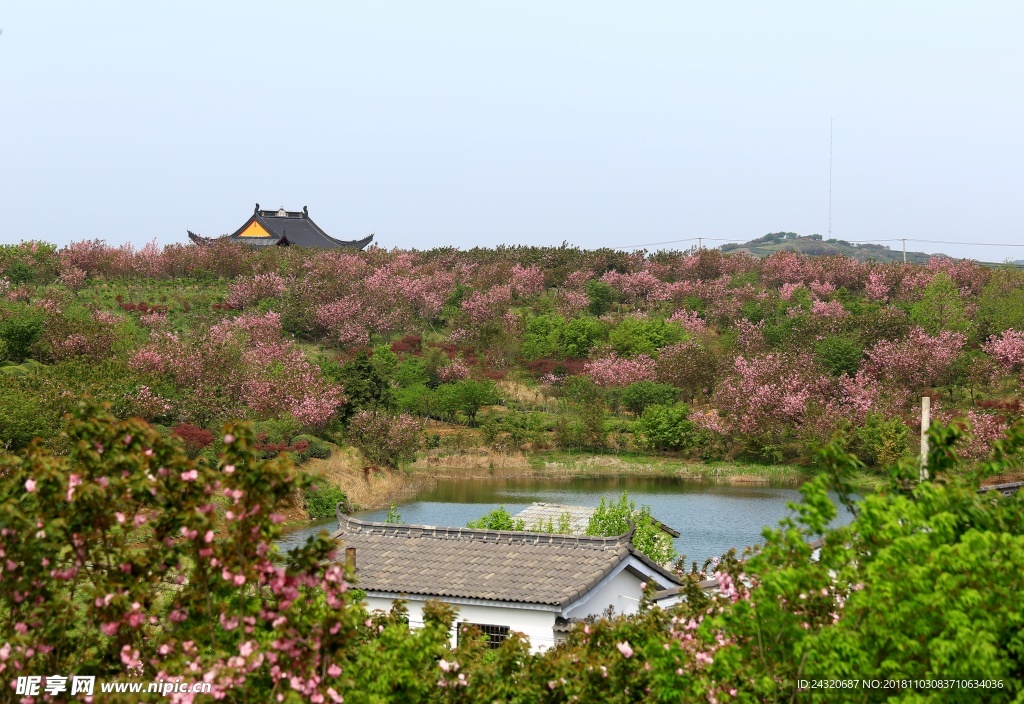 樱花