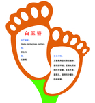 花卉异形牌