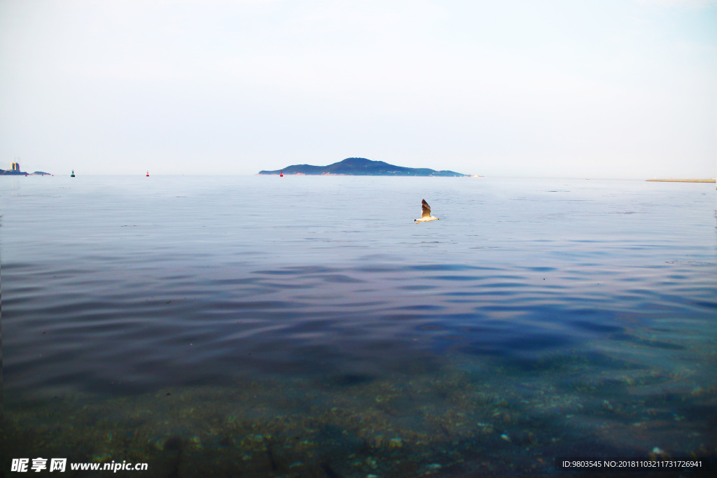 大海上的海鸥