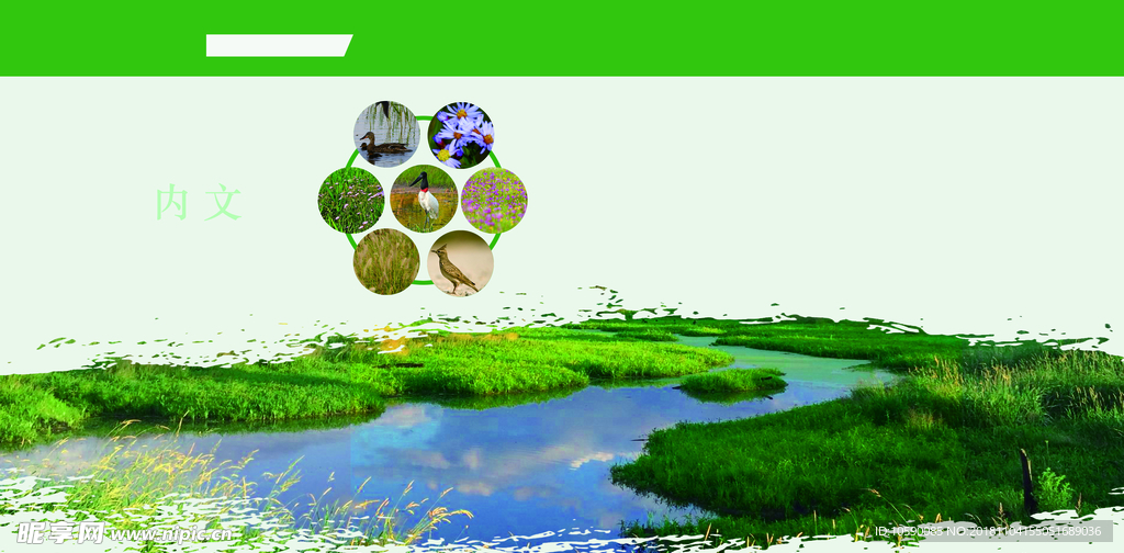 绿  背景  图片  湿地