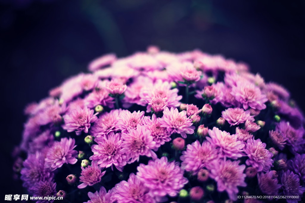 紫菊花束