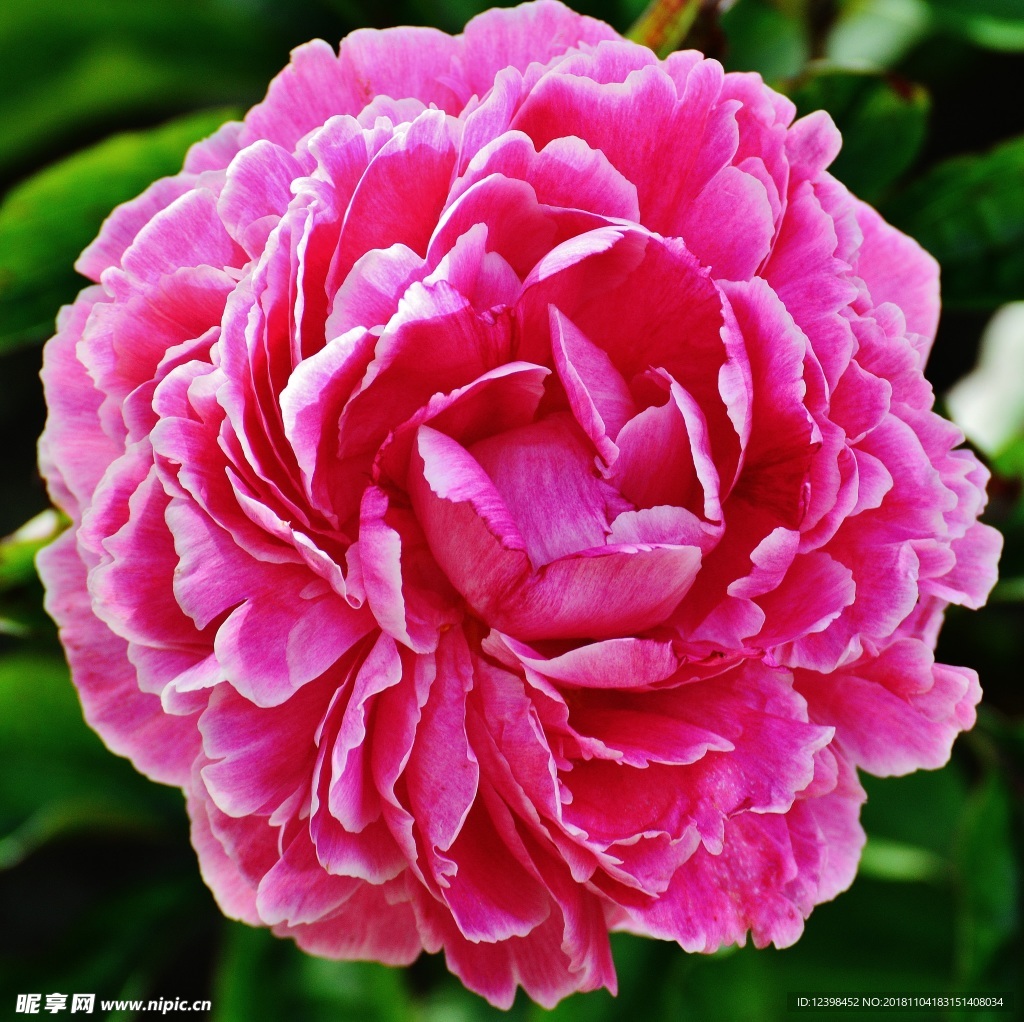 红色牡丹花