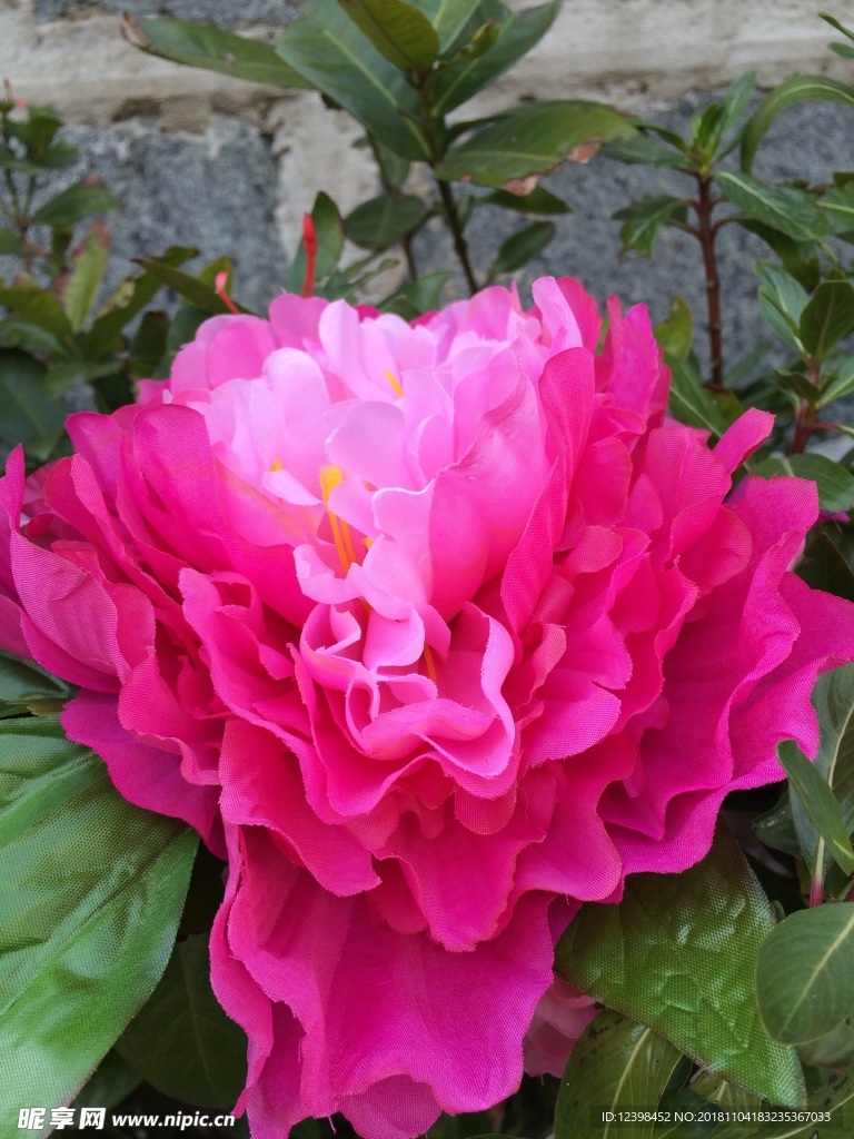 红色牡丹花