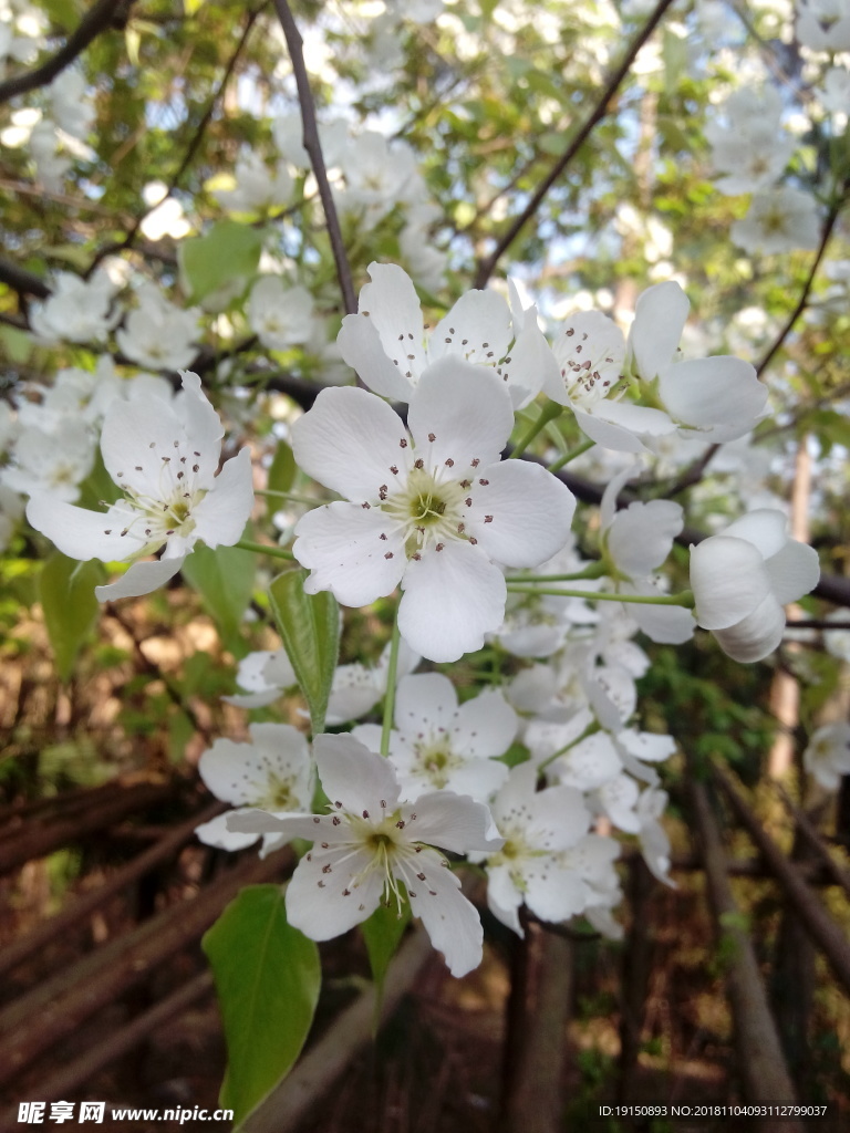 梨花