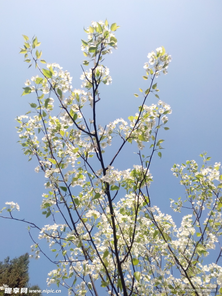 梨花树