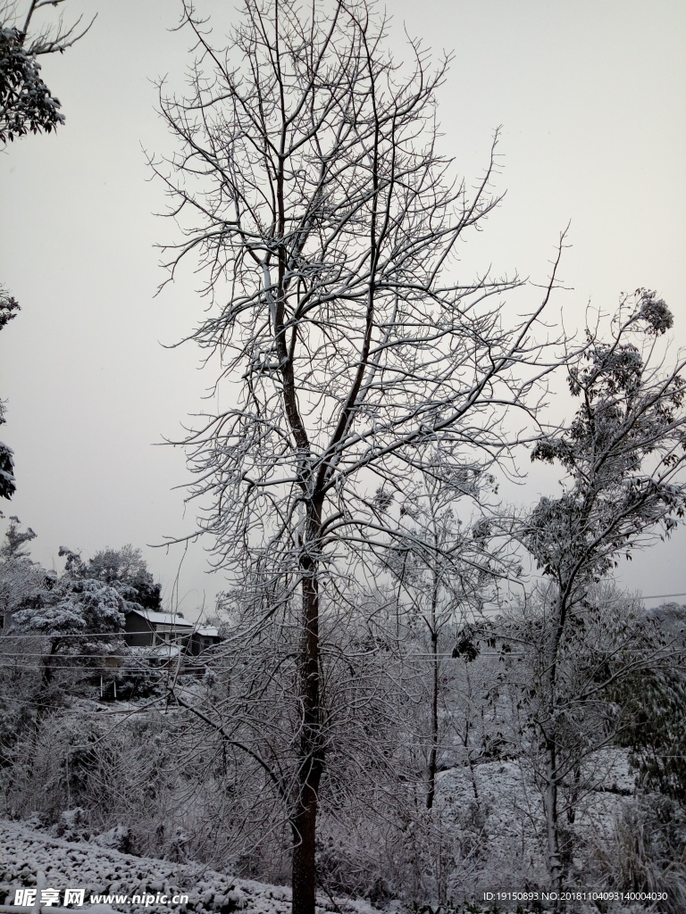 雪树